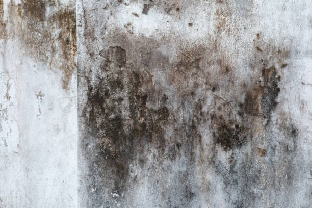 Best Biohazard Mold Removal  in Eagan, MN