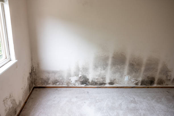 Best Mold Documentation for Insurance Claims  in Eagan, MN