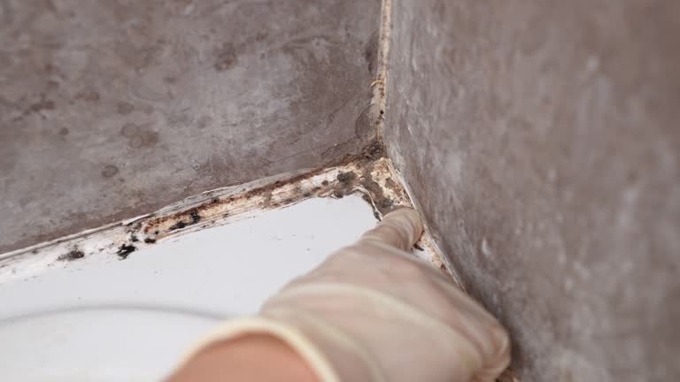 Best Residential Mold Inspection & Testing  in Eagan, MN